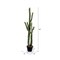 Vickerman 46" Artificial Green Cactus, Black Plastic Planters Pot.